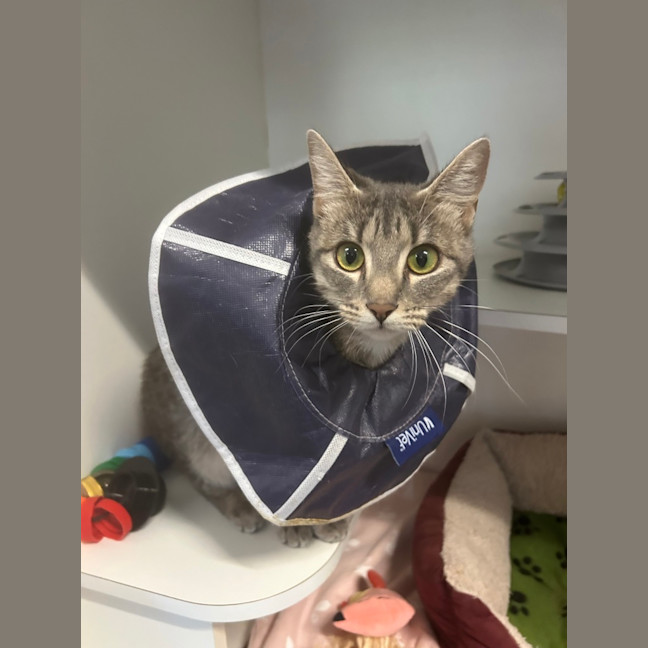 Photo of Dusty 