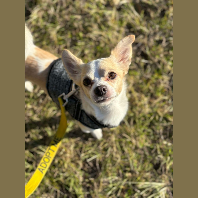 Photo of Jax