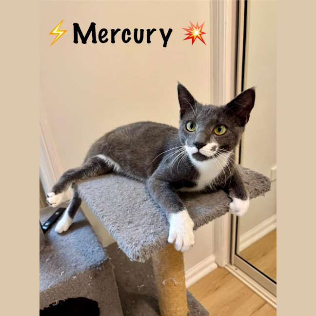 Photo of Mercury