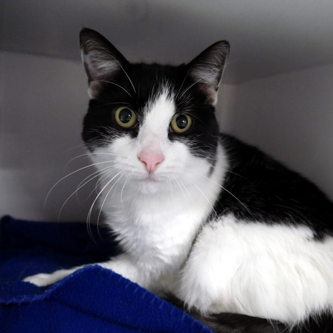 Photo of Flossy Rsua013454