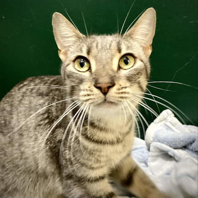 Photo of Shiloh