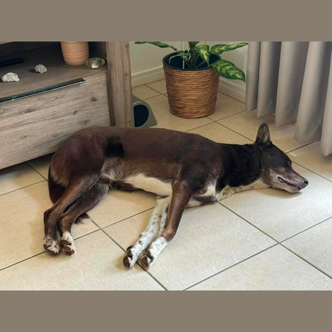 Photo of Tippy & Coco