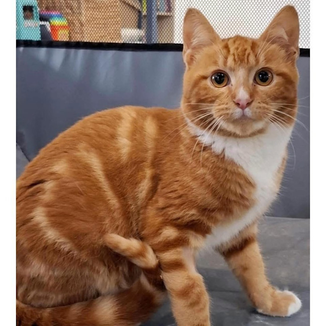 Photo of 12556   Bowie 