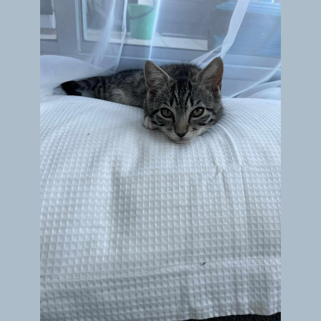Photo of Loki