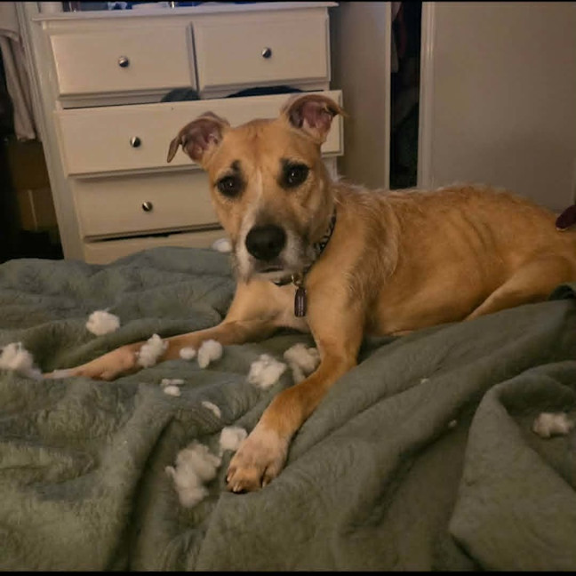 Photo of Tink