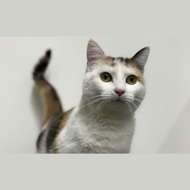 Photo of Angel