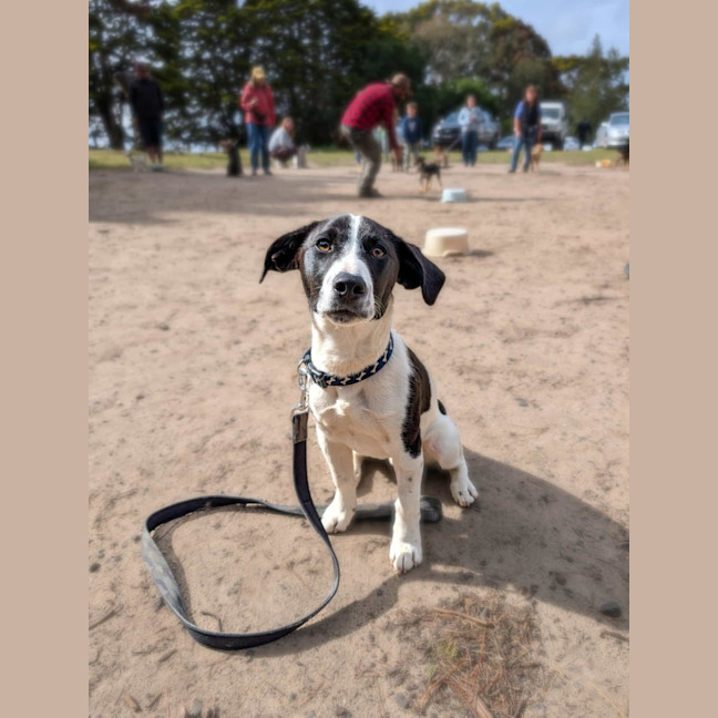 Photo of Bandit
