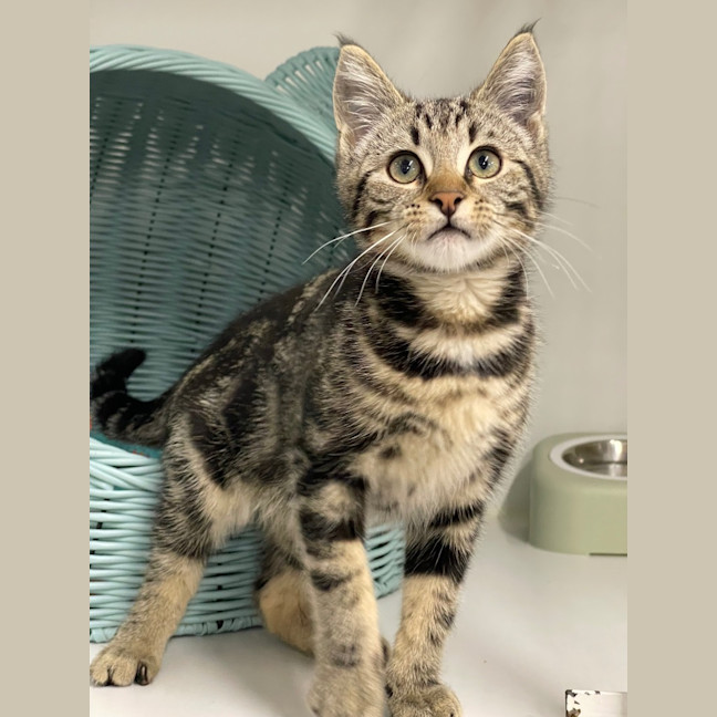 Photo of Tobi