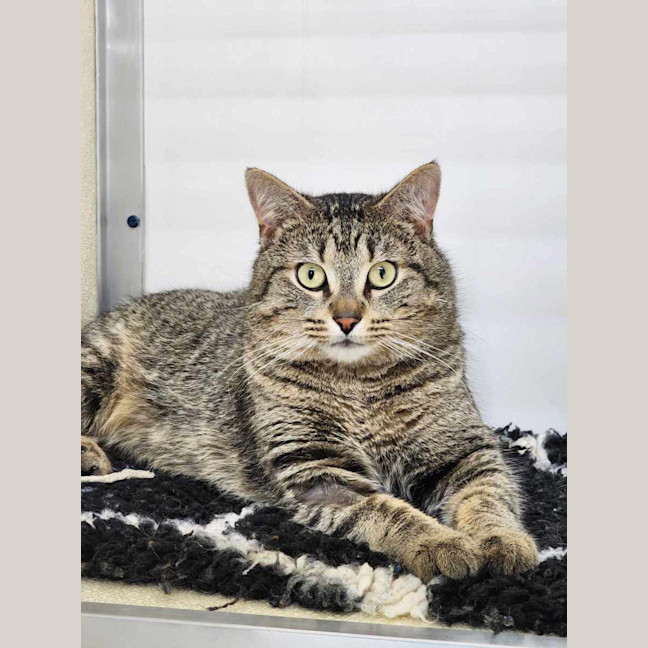 Photo of 😸 Clyde 5373😸