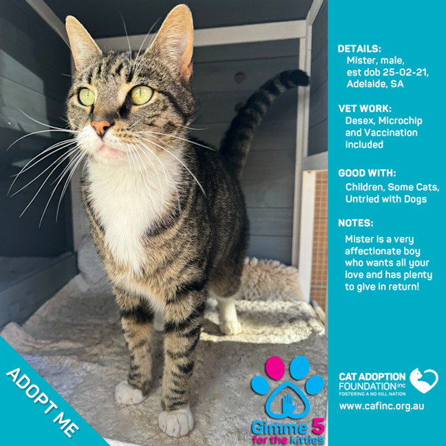 Photo of Mister Only $40 Limited Time!