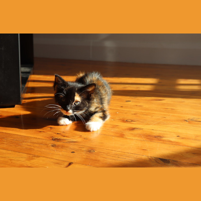 Photo of Nori