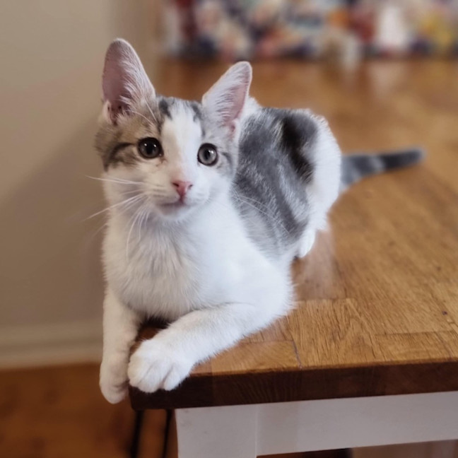 Photo of Nandor   Located In Coburg