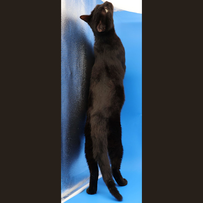 Photo of Ally   Available At Pet Quarters Tuggerah