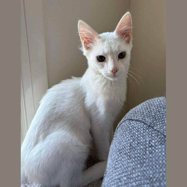 Photo of Cheddar (Ched)