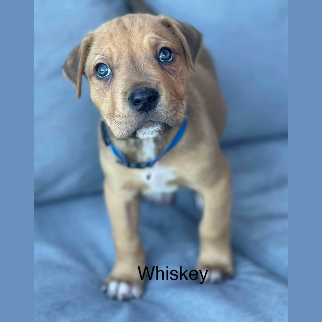 Photo of Whiskey 