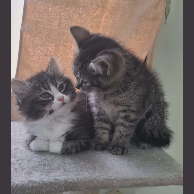 Photo of Lorrie *9 Lives Project Rescue*