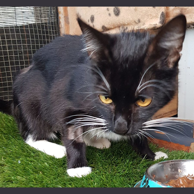 Photo of Betty Boop Now Available At Pet Quarters Morisset