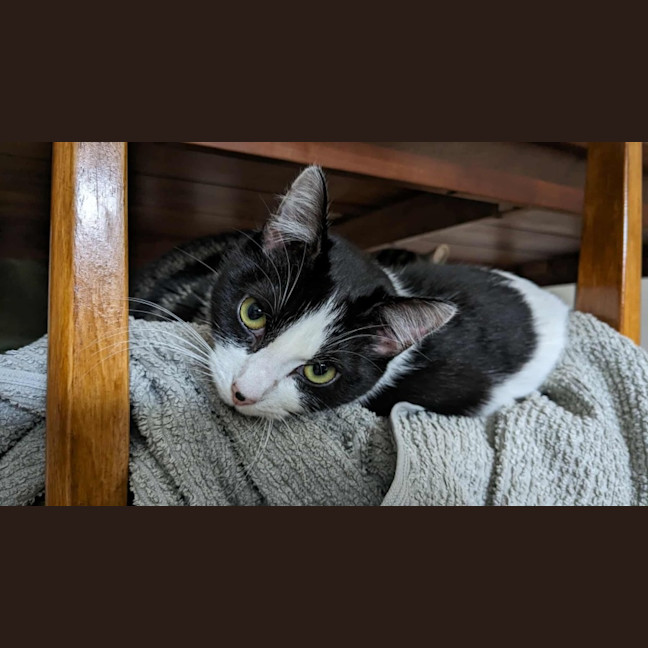 Photo of Oreo & Elisha 