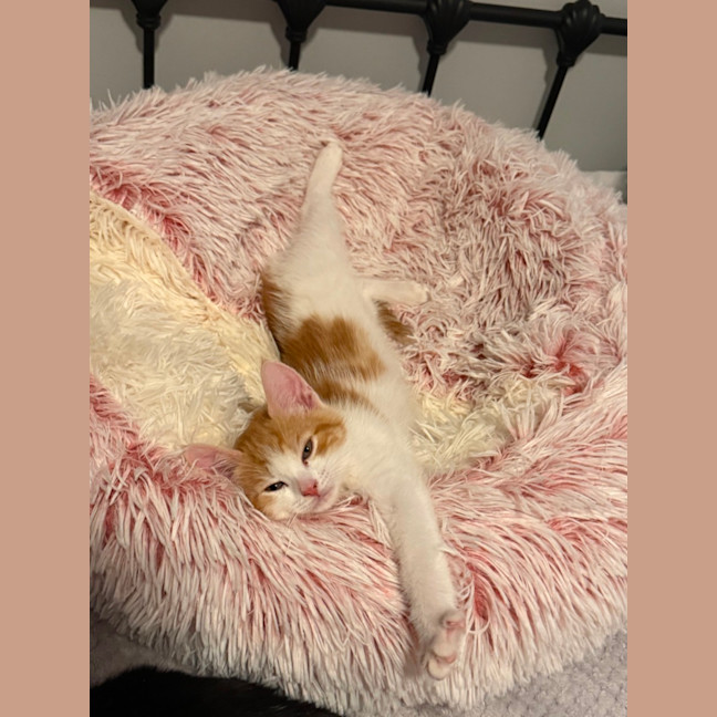 Photo of Callie