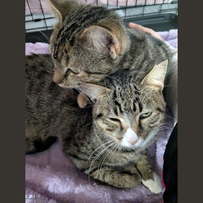 Photo of Miette And Blossom