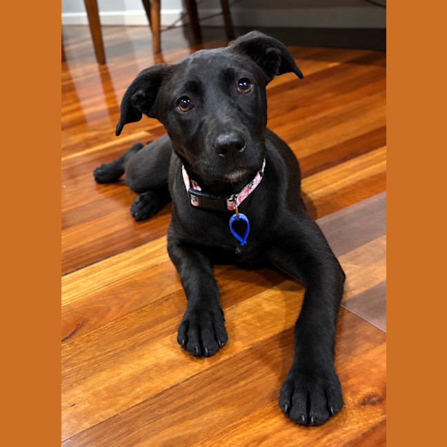 Photo of Hope   5 Month Old Mixed Breed