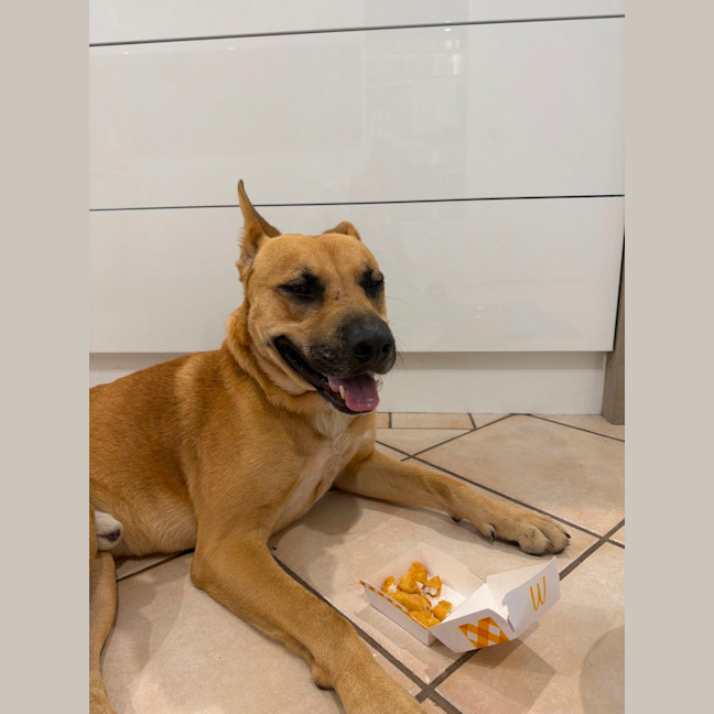 Photo of Bucky   1 Year Old German Shepherd X