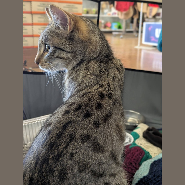 Photo of Agatha