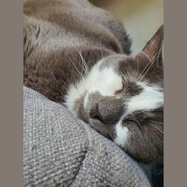 Photo of Zazee *9 Lives Project Rescue*
