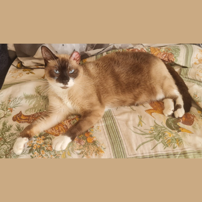 Photo of Akira   Application Only