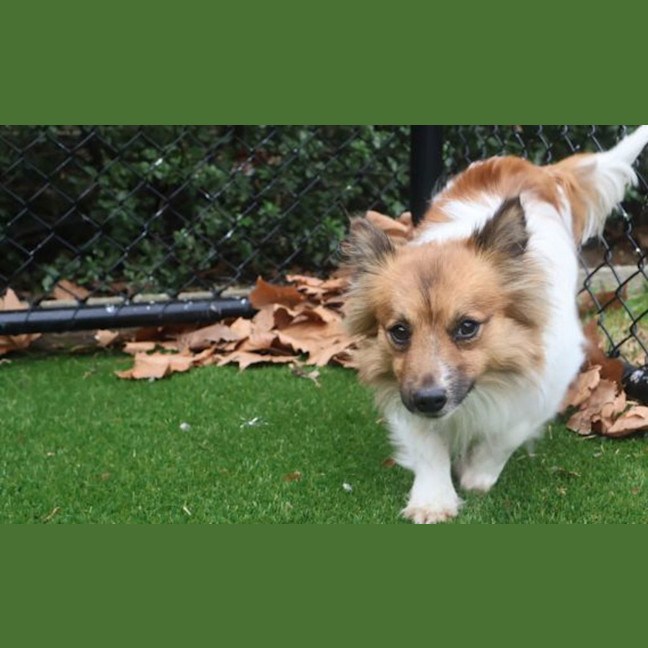 Photo of Alfie