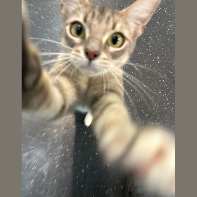 Photo of Bird The Word