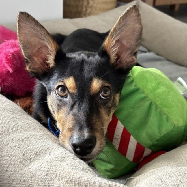 Photo of Midge