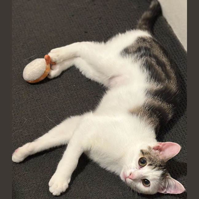 Photo of Marshmallow