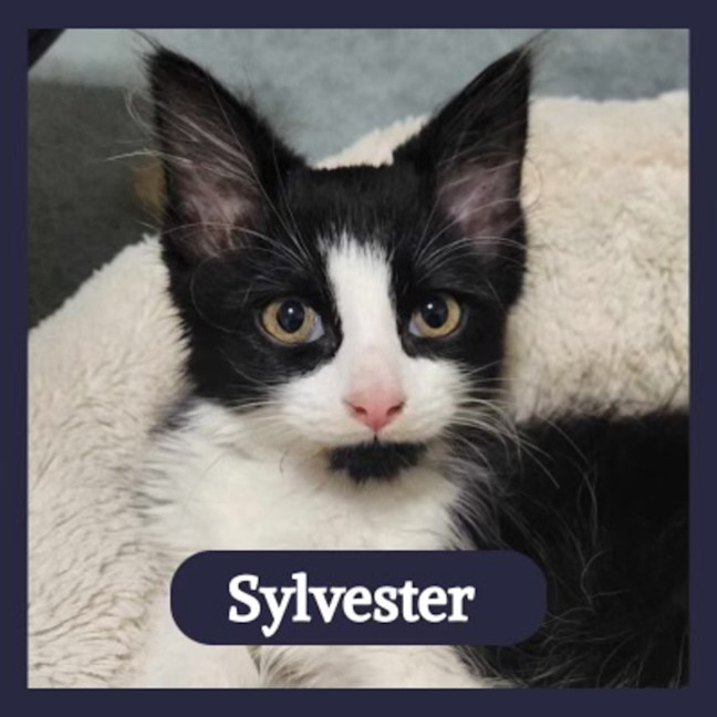 Photo of Sylvester 