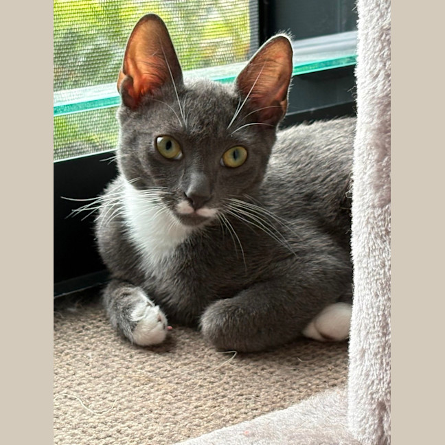 Photo of Lilly