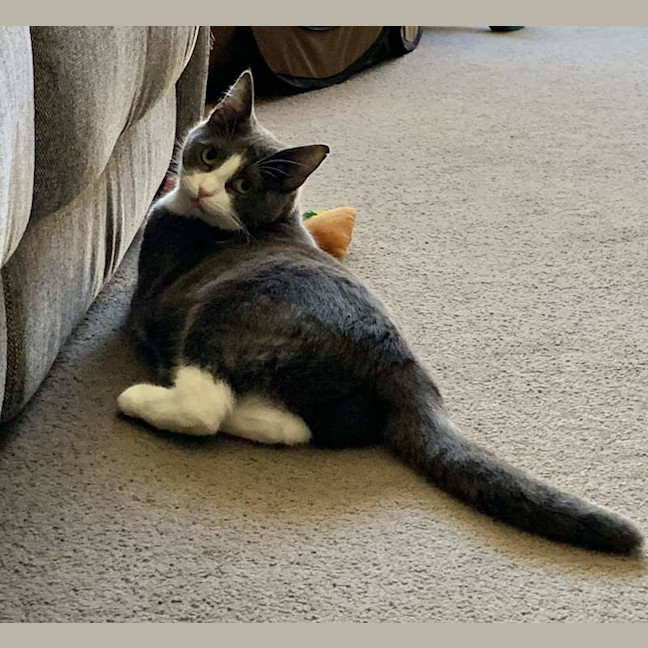 Photo of Clover