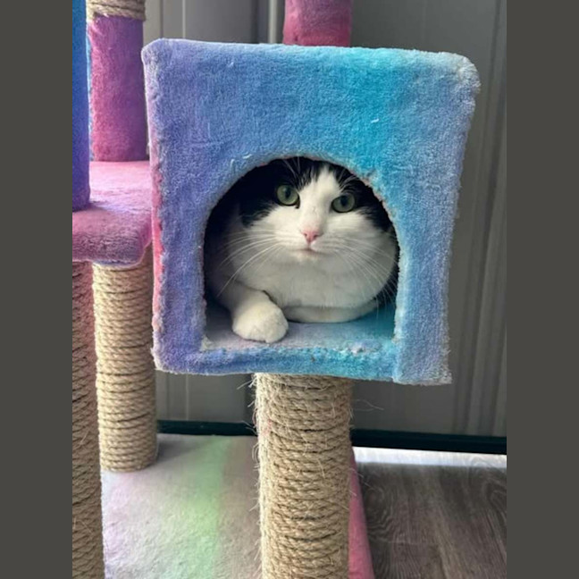 Photo of Patch