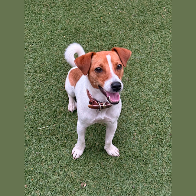 Photo of Buddy