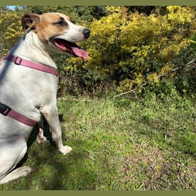 Photo of Willow