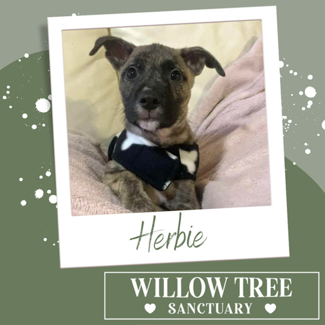 Photo of Herbie
