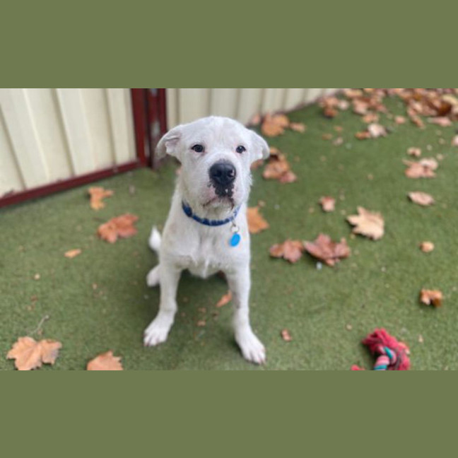 Photo of Humphrey 