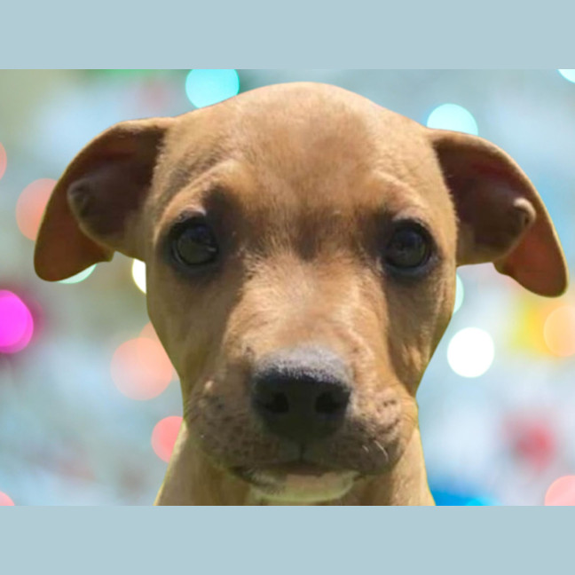 Photo of Walter ~ Staffy X Beagle Puppy