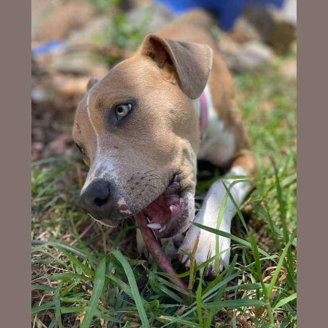 Photo of Pippa