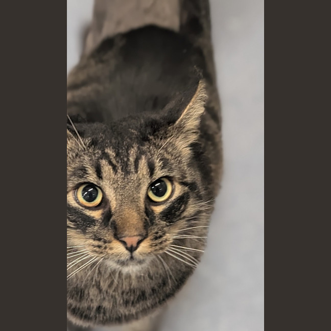 Photo of Salami 