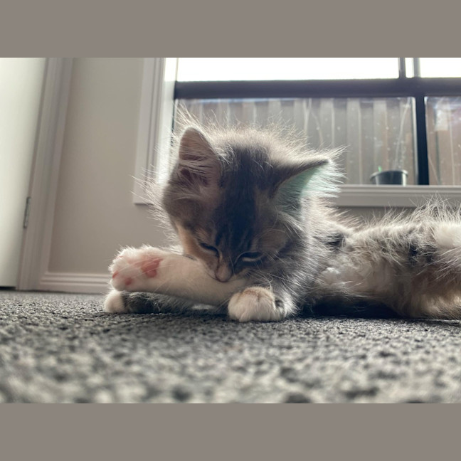 Photo of Milli