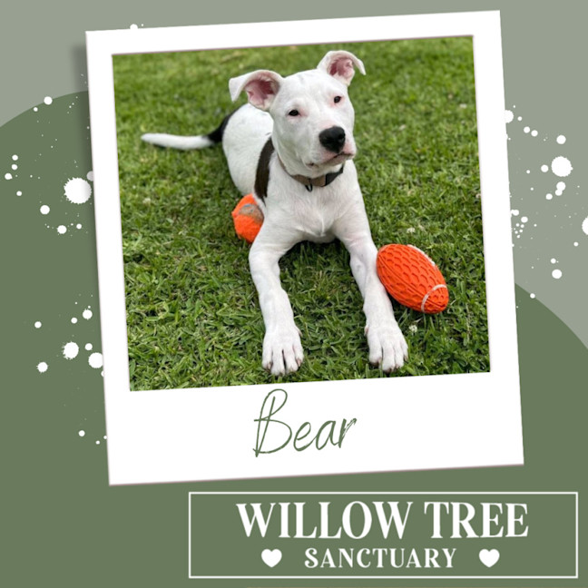 Photo of Bear