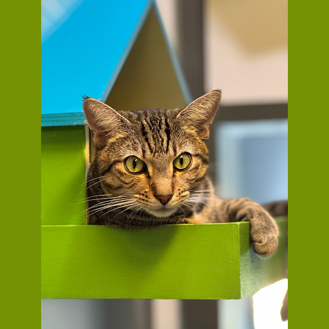 Photo of Wasabi