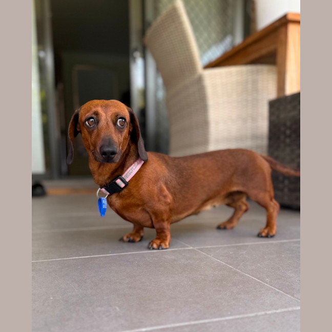 Photo of Edwina   4 Year Old Dachshund