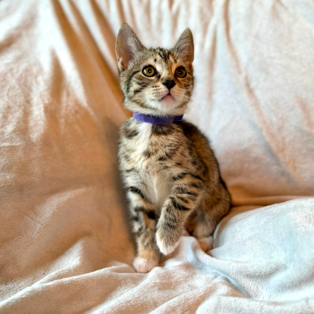 Photo of Lamington   In Foster Care In Bentleigh East