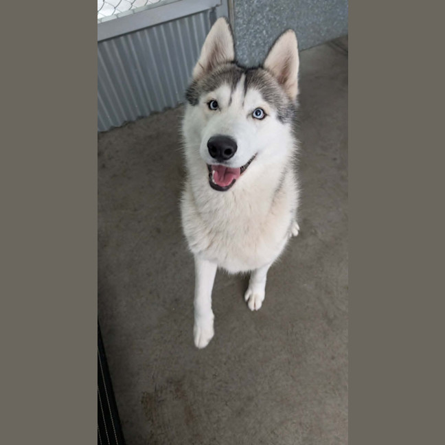 Photo of Hank